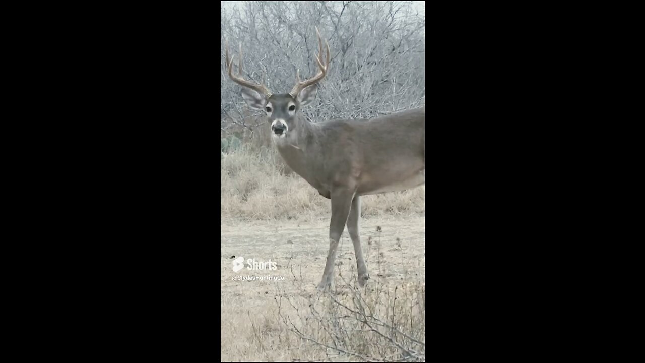 Nice Shot! Wish me luck on my first bow hunt! #hunting #bowhunting #fyp #texas #whitetail