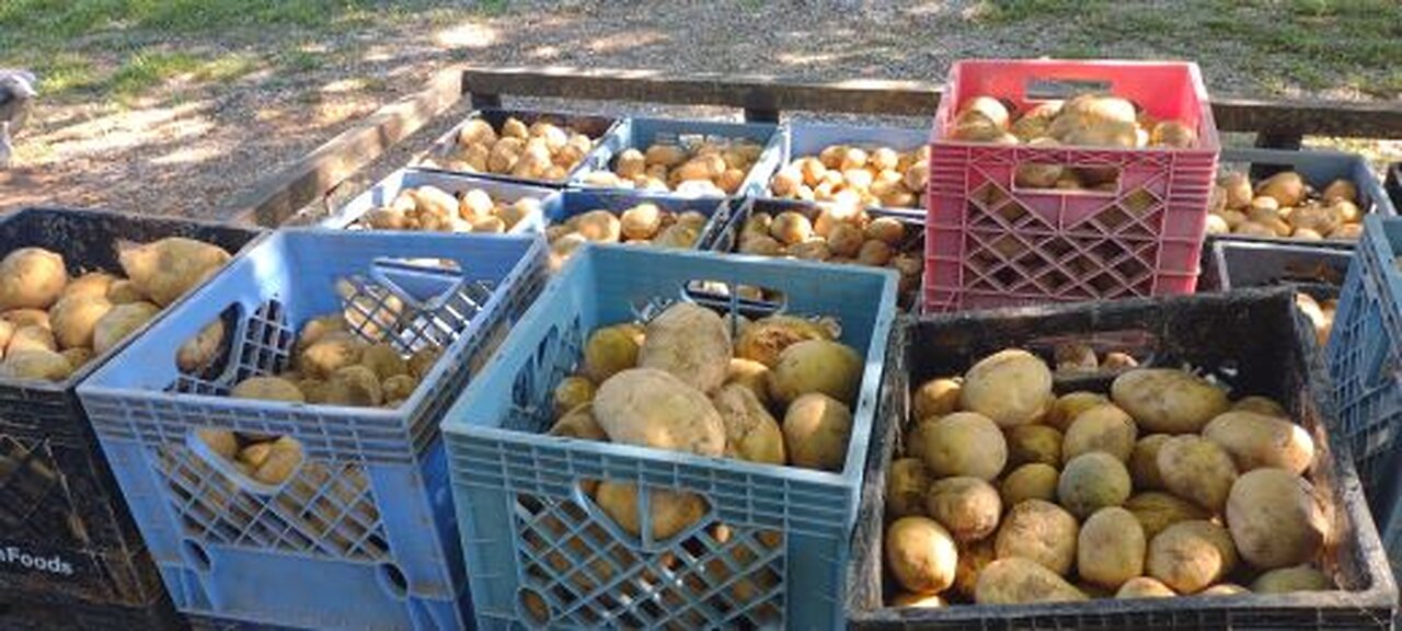 POTATO HARVEST TIME AND PICKING SOME CORN ON MY NEIGHBORS FARM