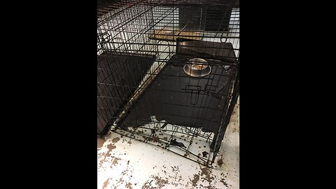 Review Large Dog Crate Dog Cage Dog Kennel Pet Puppy Playpen Outdoor Metal Wire Folding Travel...