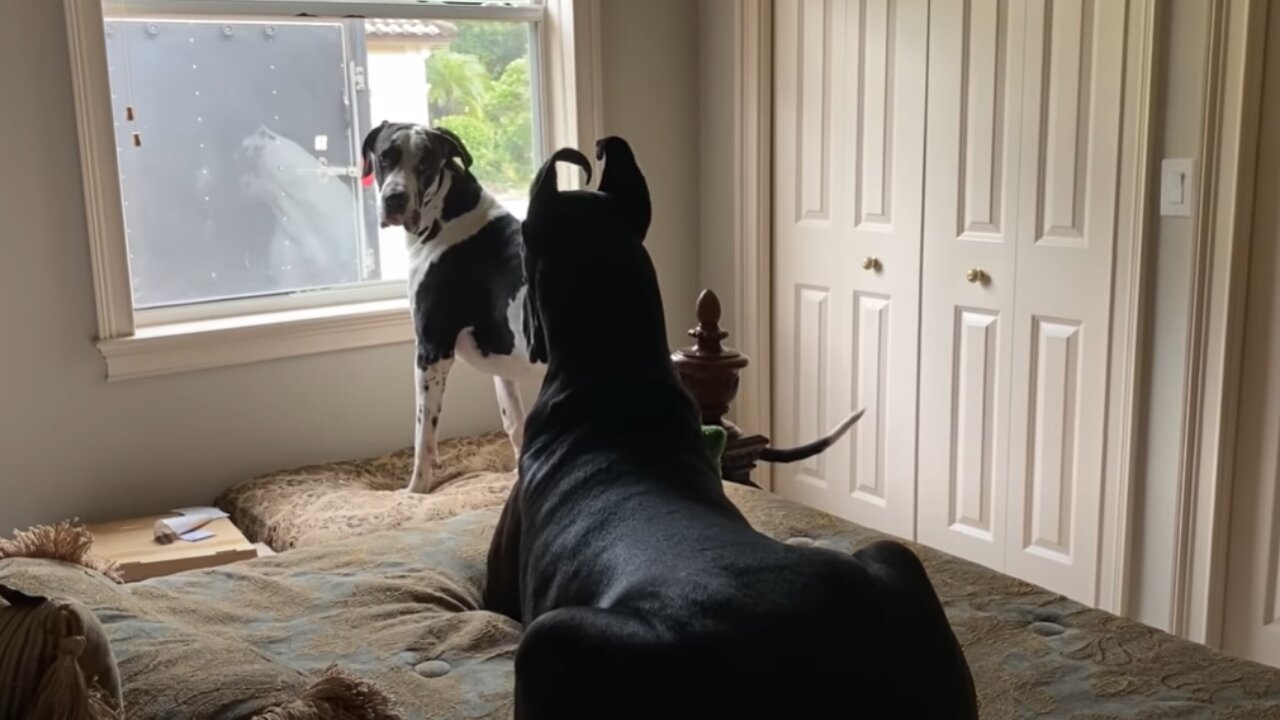 Excited Great Danes Wait & Watch For Their Dad To Come Home