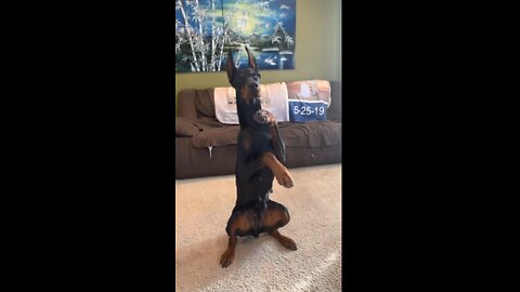 DOBERMAN TRAINING #part3