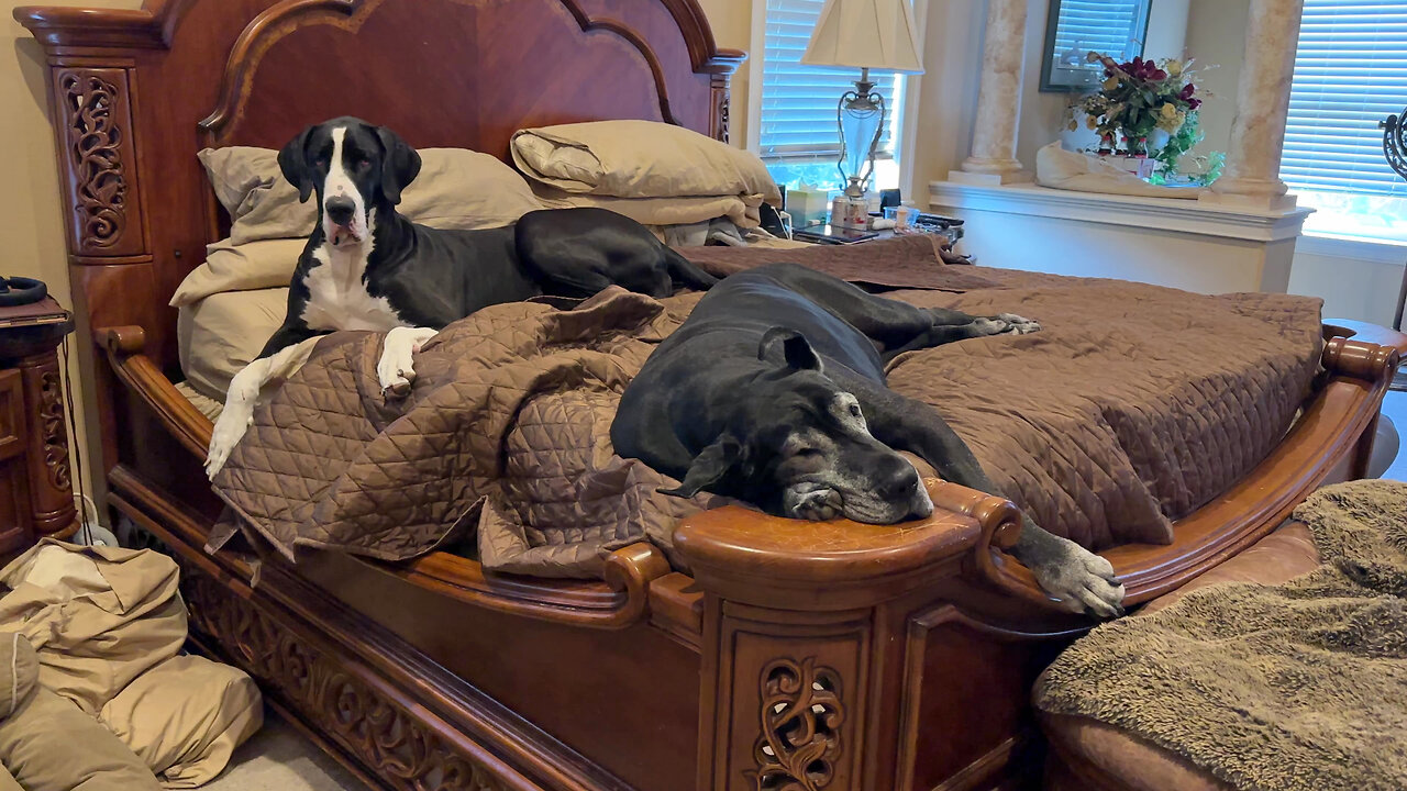 Comfy Great Danes Love Lounging In Bed Hibernating From The Florida Heat