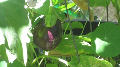 A Beautiful Eggplant