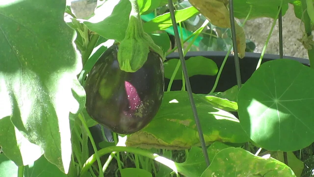 A Beautiful Eggplant