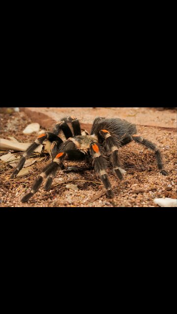 Mexican Flame Knee Tarantula (Brachypelma auratum) #shorts
