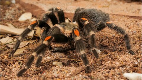 Mexican Flame Knee Tarantula (Brachypelma auratum) #shorts