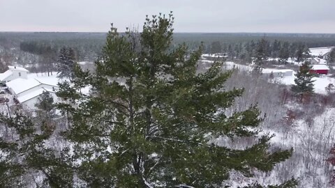 DJI Mavic Mini Tree View Northern Minnesota