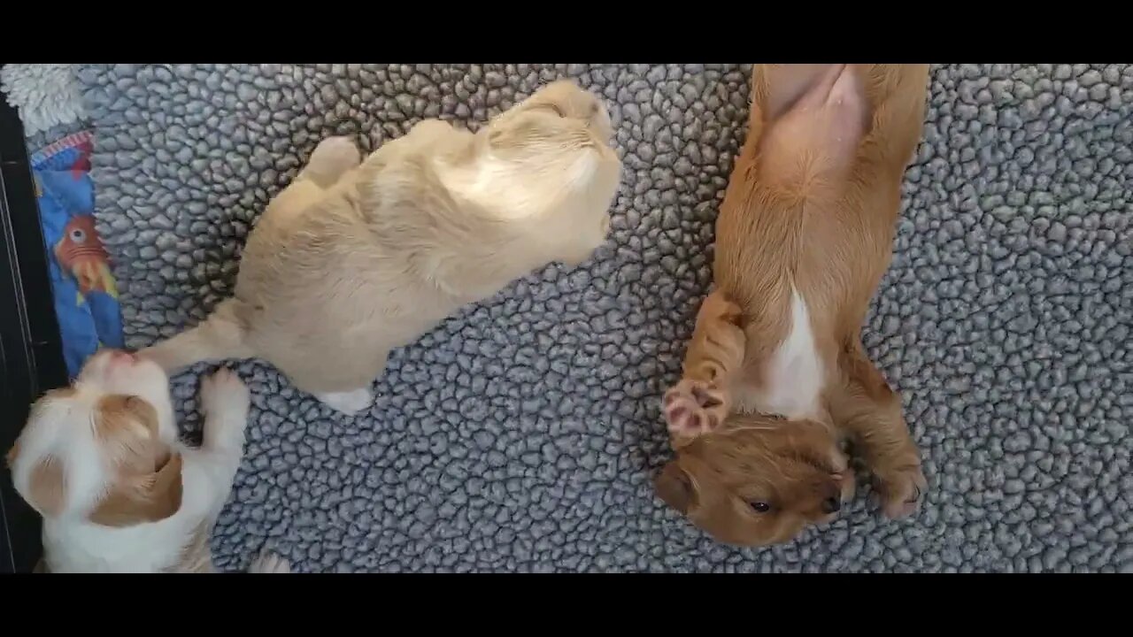 Sheba's Litter (W)-First Play Date
