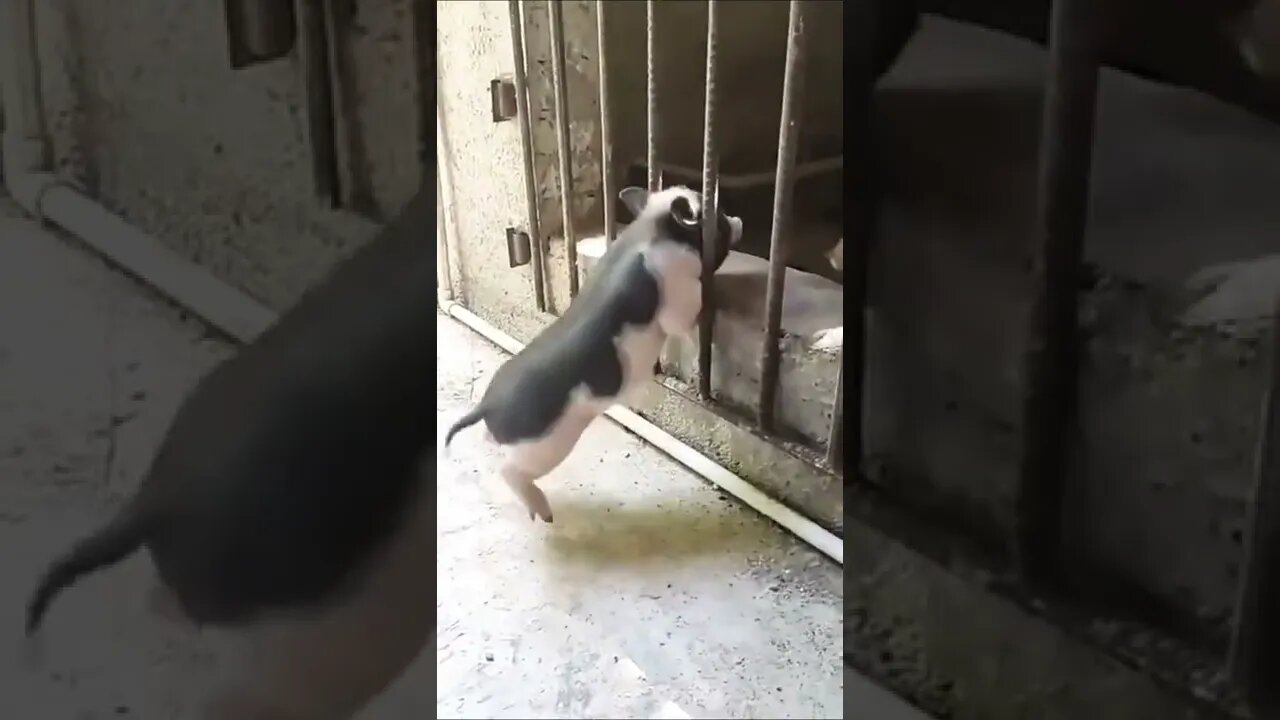 Pig Baby Puppy | Mummy Pig Inside Cage | Baby Pig Wanted To Go Inside | Watch Funny Movements 🥰😍