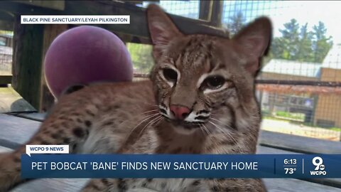 Potty-trained pet bobcat finds forever home at sanctuary