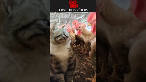 veja o gato que foi criado pelas galinhas