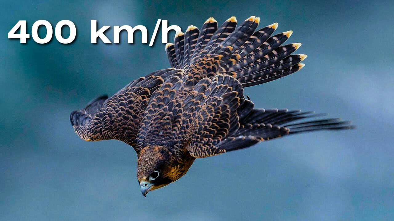 Top 10 Fastest Birds In The World