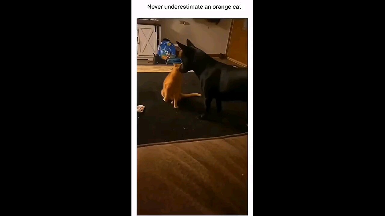 funny dogs and cats 2024😅😅😅