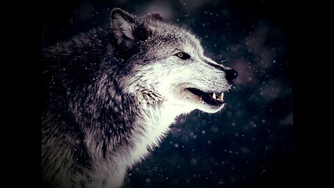 The WOLF