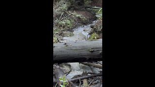 Standing on Creek Crossing