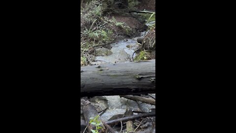 Standing on Creek Crossing