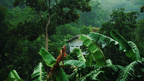 Nature rain video