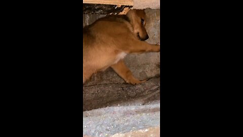 BEST FUNNY ANIMALS 2024