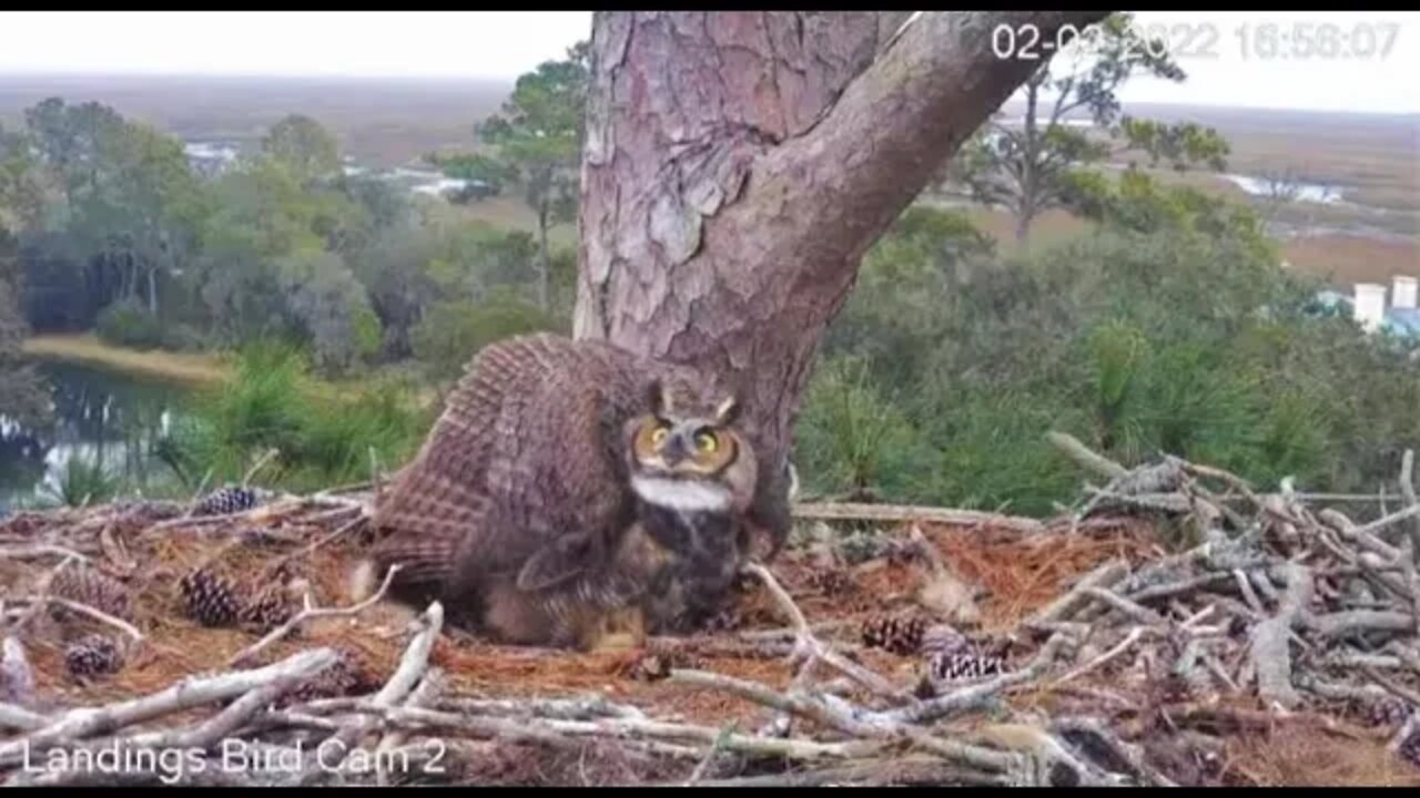 Bald Eagle Passes Over Nest 🦅 2/2/22 10:56