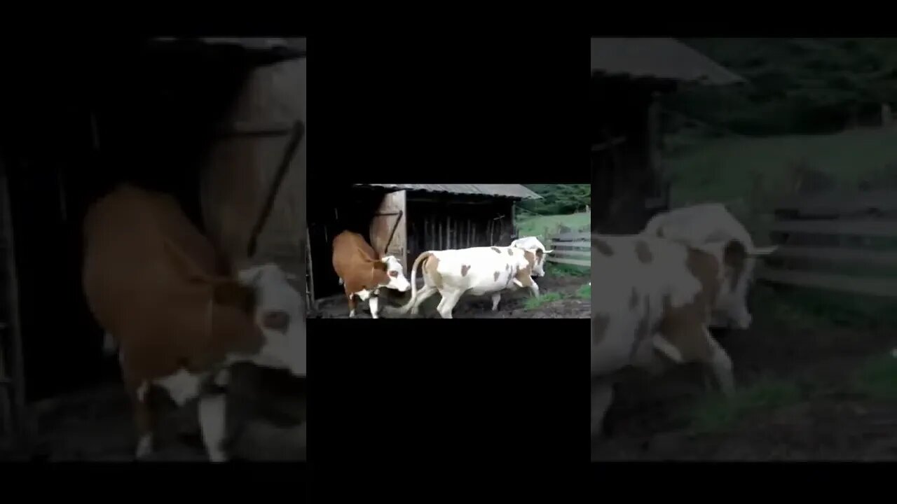 village animals /animals in village