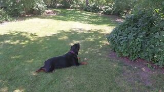 Feddie The Beautiful Rottweiler - Miss You Baby!