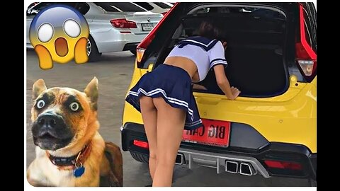 Funniest dogs and cats