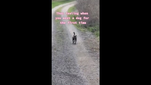 WHEN YOU MEET A DOG FOR THE FIRST TIME