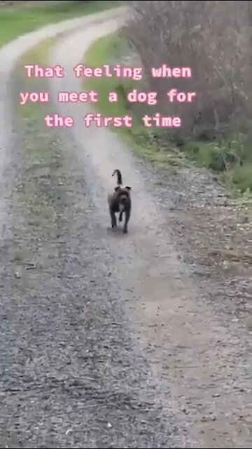WHEN YOU MEET A DOG FOR THE FIRST TIME