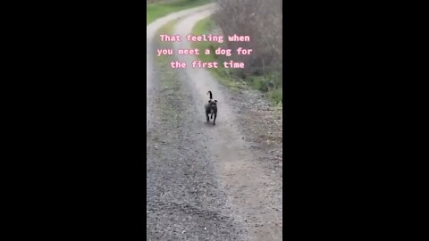 WHEN YOU MEET A DOG FOR THE FIRST TIME