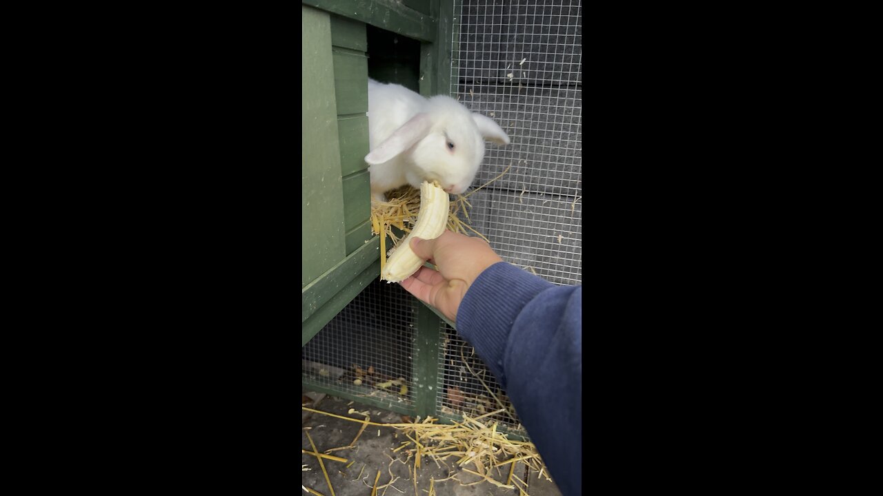 Feeding Lazy Daisy