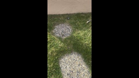 Bird vs window