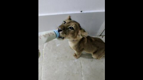 BABY LION MILK TIME