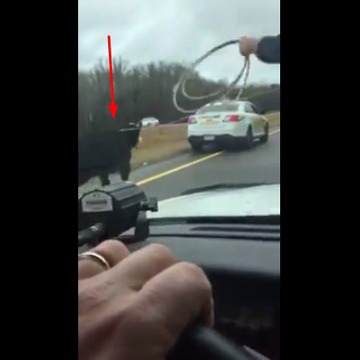 Cowboy lassos escaped calf from hood of cop cruiser