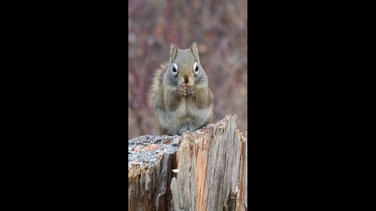 Squirrel Up Close 🐿️