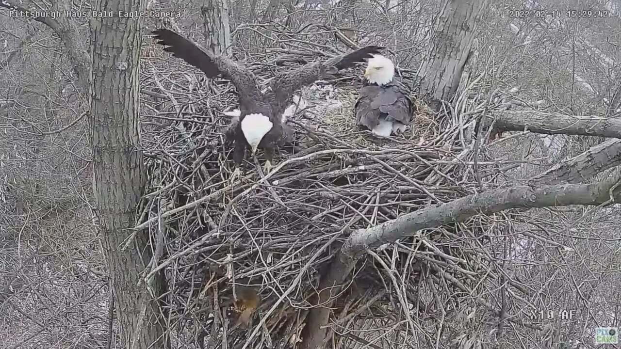 Hays Dad goes down the side of the nest after Squirrel 022 02 14 15 :27