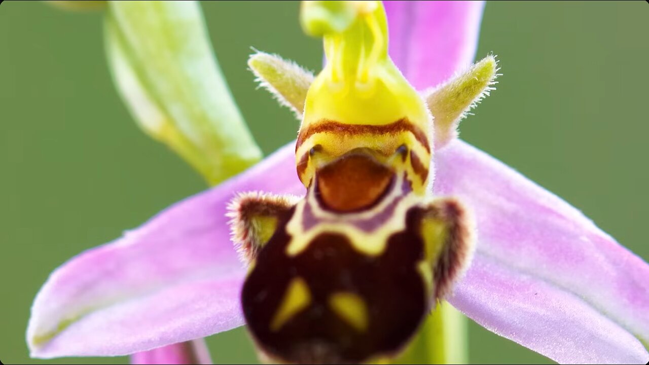 🌸 15 Uniquely Exquisite Flowers 🌼