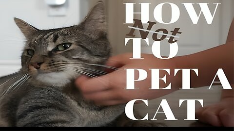 How Not to Pet a Cat || cat training video