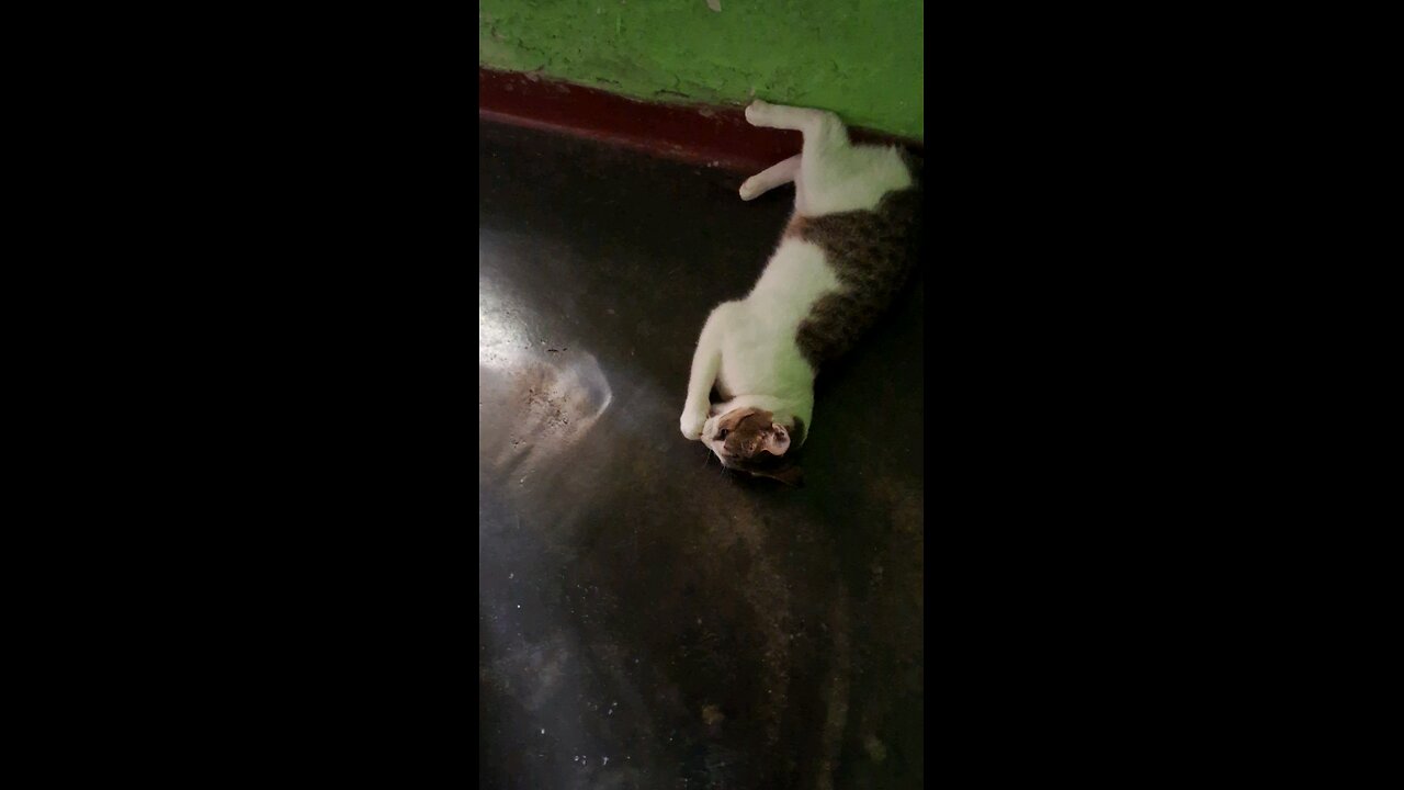 cat playing with ball