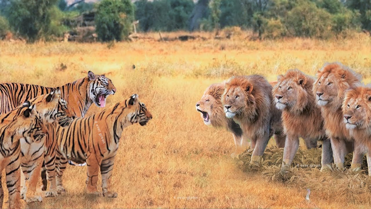 When Tigers And Lions Face Each Other. Wildlife Moments...