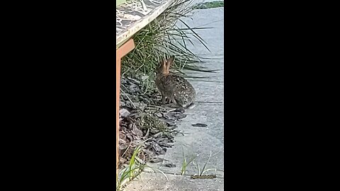 Wild Bunny 🐰 Rabbit sighting