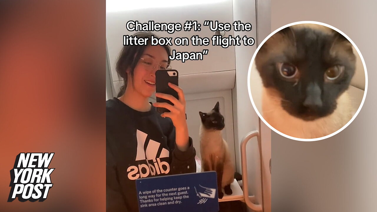 Cat owner sparks debate bringing litter box on airplane