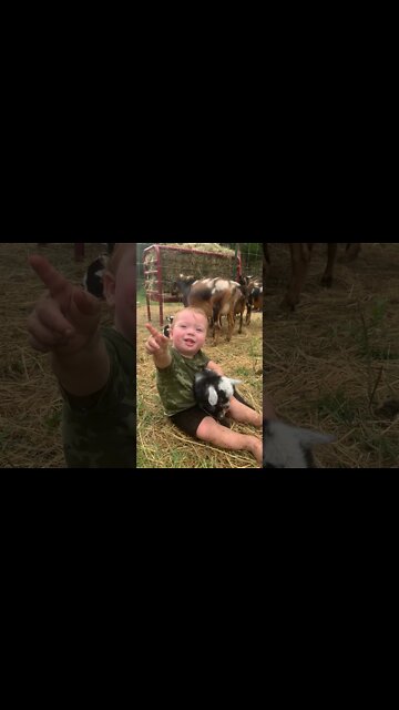 Cute Baby Goat and Toddler