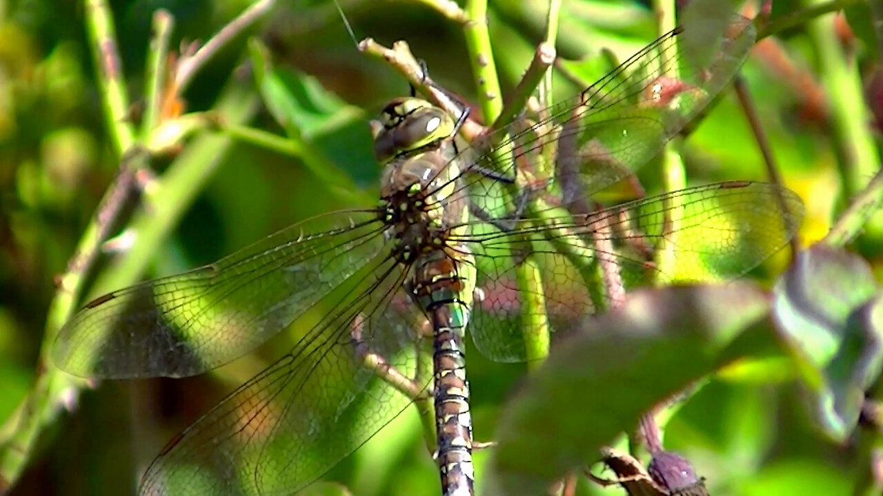 IECV NV #715 - 👀 Yellow And Brown And A Pinch Of Green Dragonfly 9-10-2018