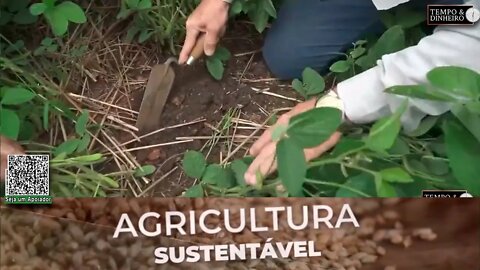 Para descompactar o solo no Paraná agricultor utiliza SH-24 da Lottus Biosolucões