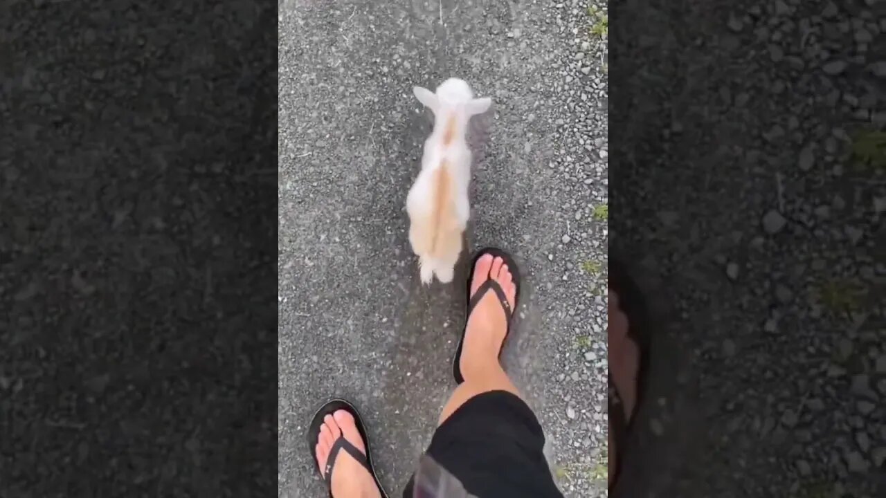 Taking baby goat for a walk..🐐🚶😍