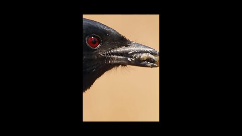 Crow eat eagle baby😱. #animals #birds