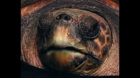 Turtle Gets Prosthetic Flippers After Shark Attack