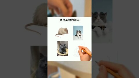 你对英国短毛猫了解多少？#萌宠#猫#喵星人#猫咪#英短猫#科普知识