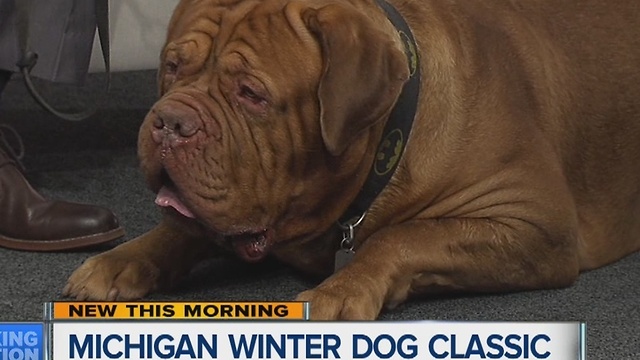 Michigan Winter Dog Classic taking place January 19-22 at the Suburban Collection Showplace