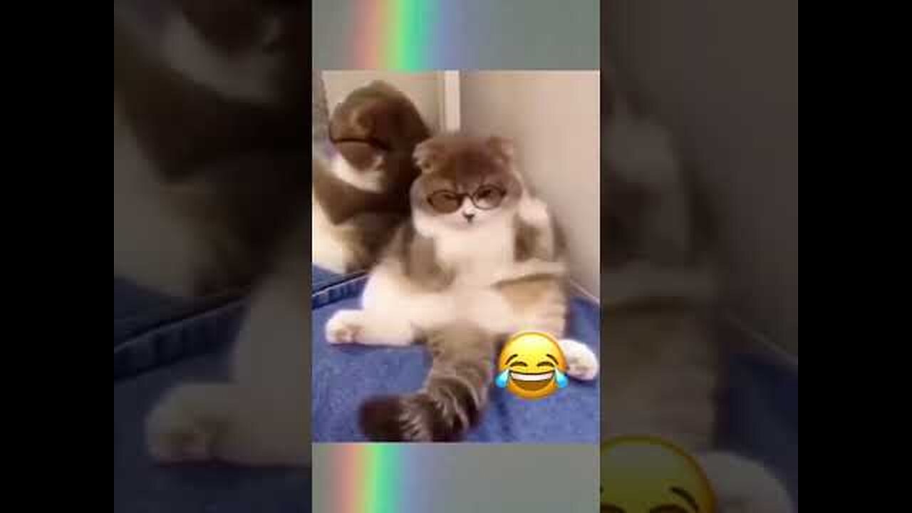Funny And Cute Cats 😺🤣